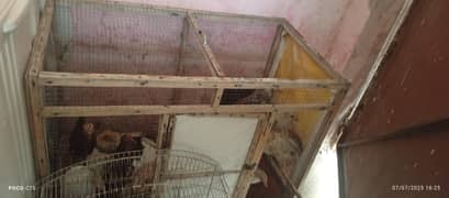 12 golden misri chick, 2 aseel, 1 cage