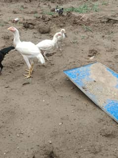 3 white Aseel  for sale