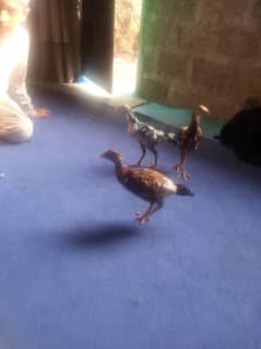 aseel chicken for sale