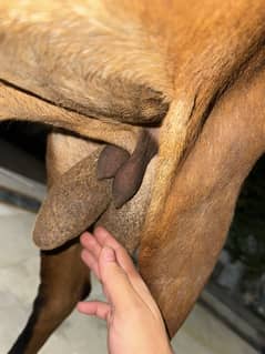 Desi bakra
