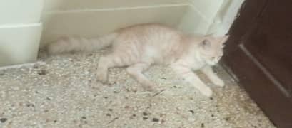 Persian cat.