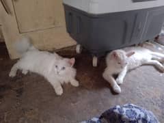 two beautiful cats