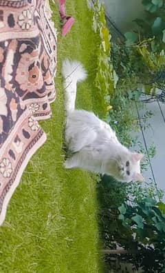 2 years persian cat triple coat for sale
