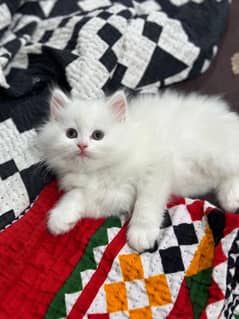 Persian kittens looking for new home