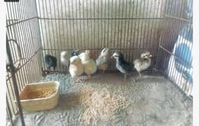 aseel chicks for sale