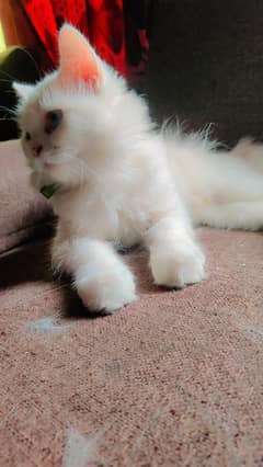 PERSIAN CAT