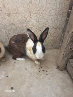 Rabbit