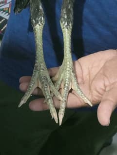 Long height pathi for sale