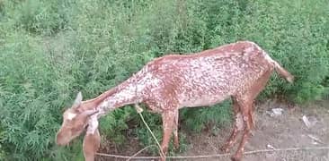 Urgent Sale Makhi Chini Goat
