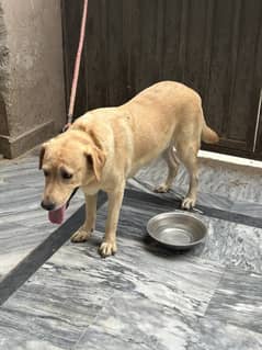 Labrador retriever Female on Heat