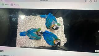 blue macaw parrot chicks for sale =343=0822=838