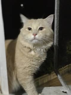 Male cat 1 year