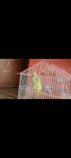 parrot for sale