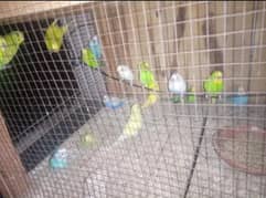 Budgies Confirm Breeder pair Healthy and full active Ghar ke pale ha