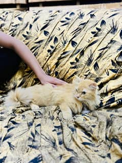PREGNANT GOLDEN PERSIAN CATS PAIR FOR SALE IN LOW PRICE E