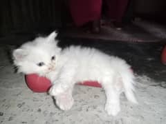 Persian kitten/ triple long coated kittens / fluffy kitten for sale