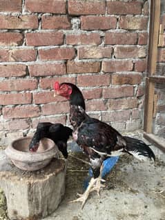 Aseel Murga , Murgi Mianwali