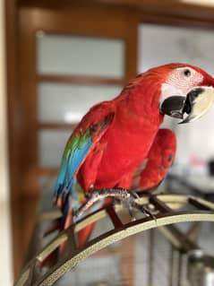 Scarlet Macaw