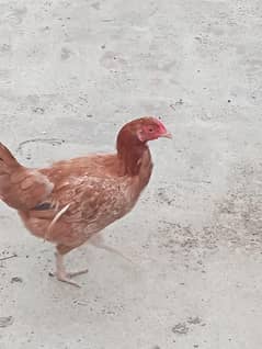 Female Hen
