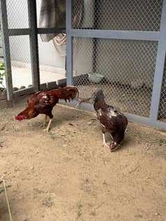 Aseel Mianwali breed pair