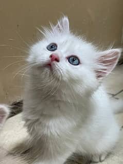 Pure Elegance: Persian Kittens for Sale