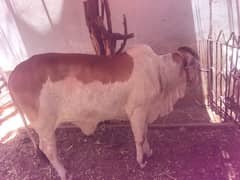 Bachia AvailabLe Ha.