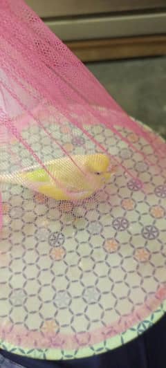 Austaustralian female+Cage
