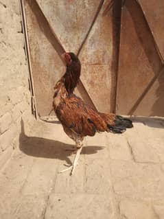 Aseel birds for sale contact for vedios 03277958254