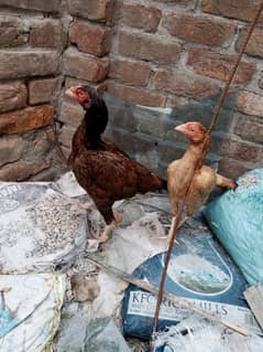 2female
