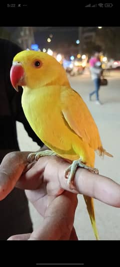 Yellow Ringneck Parrot 