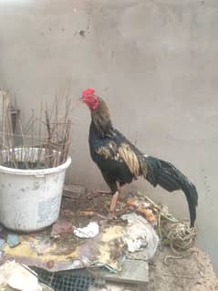 only  interested people contect