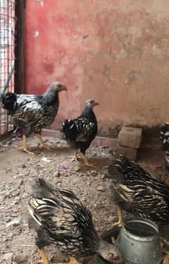 Wyandotte pullets