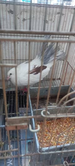 pigean