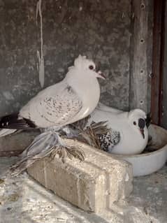 black cherry swallow breeder pair with eggs