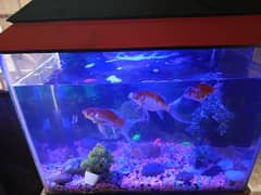 Aquarium With Filter, LED Light & Fishes