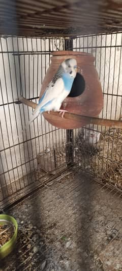 Parrots for sale with cages box