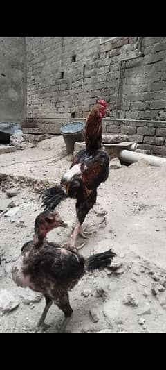 aseel