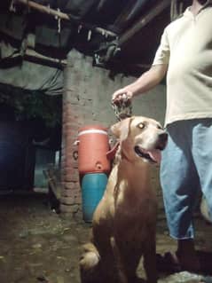labrador