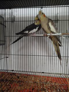 Breeder Cocktail For Sale
