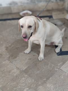 labrador