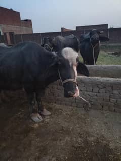 buffalo bhains 4 months ki soi hai