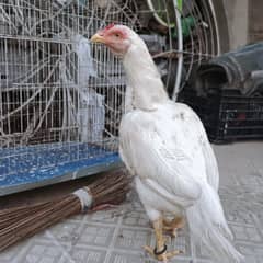 ASEEL