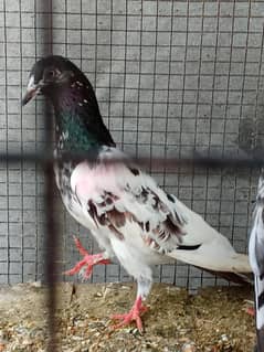 pigeon