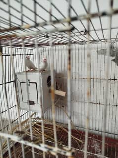 White Java Finches Breeder Pair For Sale