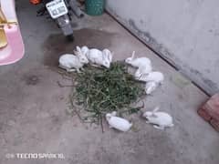 rabbits
