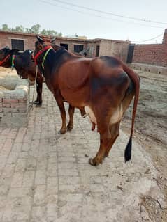 taza soi cow gaye