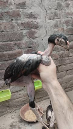 peela aseel chicks pure mianwali