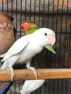 Albino red eye black huge size birds per piece 800