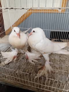 Pigeon  pom  chicks