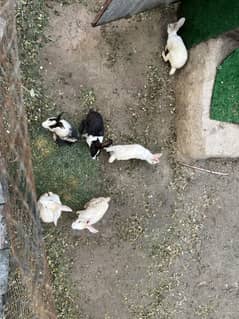 Rabbit for sale